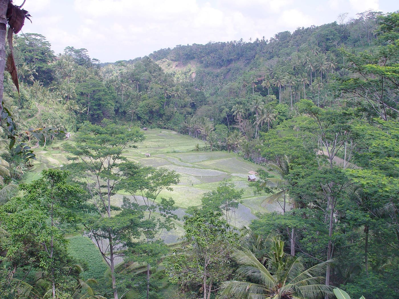 The forested Ayung river valley at Kedewatan, west of Ubud