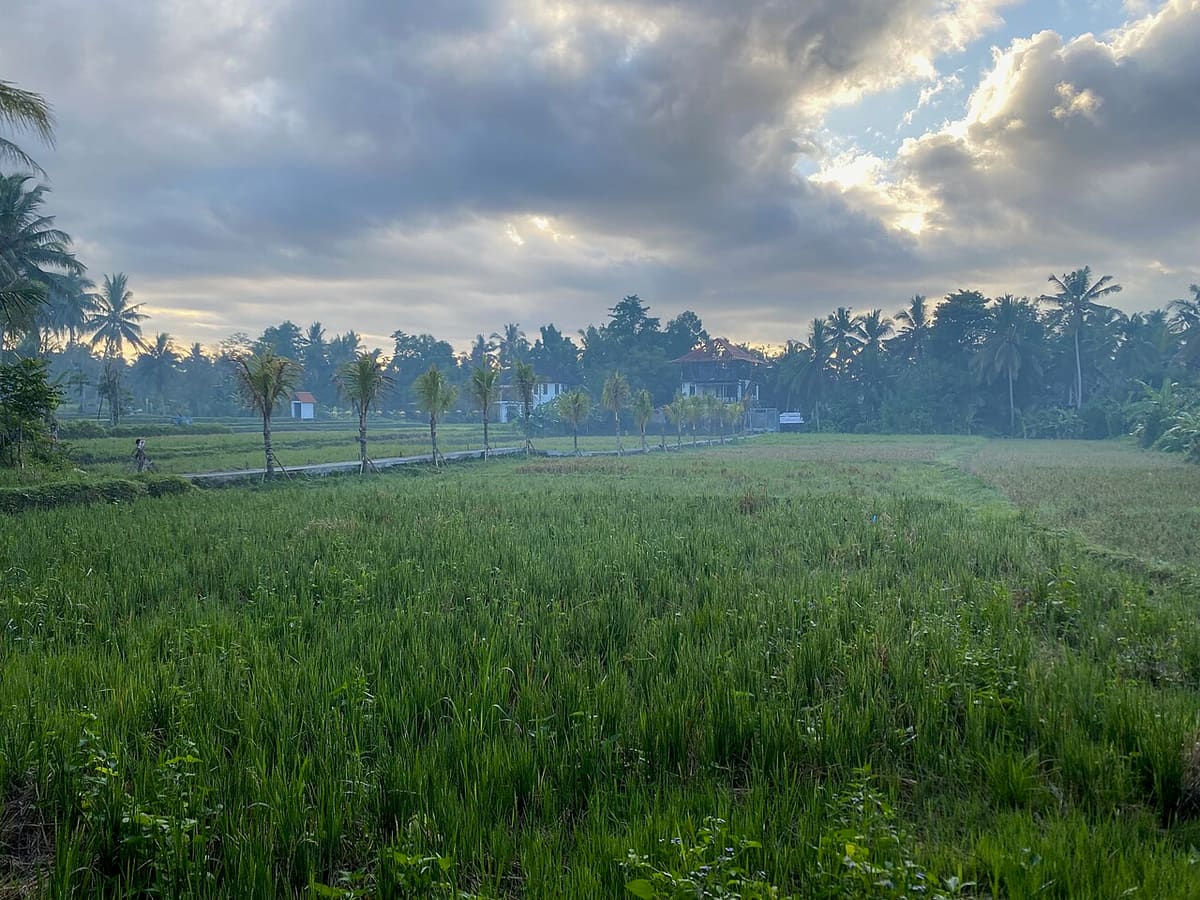 Rizières au nord d’Ubud sous un ciel nuageux